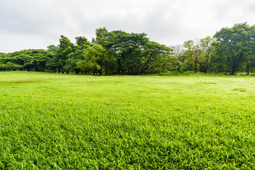 Green grass field in park at city center