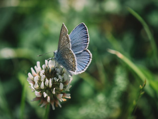 Blue butterfly on the flower