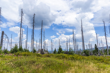 View to Dreisessel, Trojmezi and Trojmezna hills with forests destroyed by bark beetle infestation...