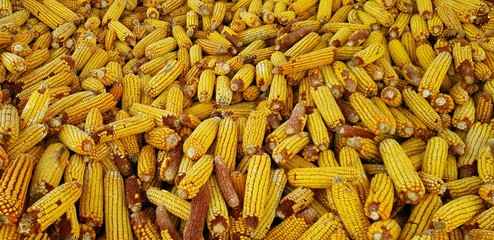 yellow corn in summer