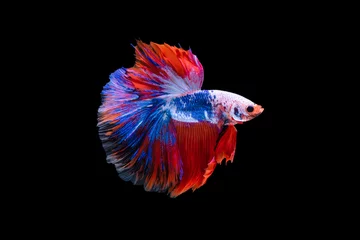Deurstickers The moving moment beautiful of siamese betta fish in thailand on black background.  © Soonthorn