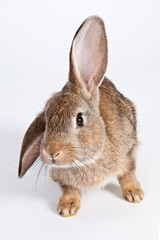 Hase