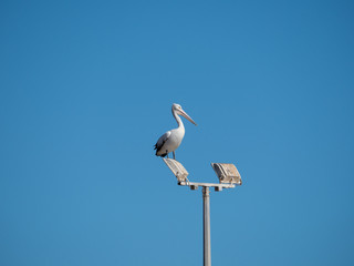 Australian Pelican Bird	