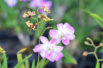 Beautiful orchid flower in garden