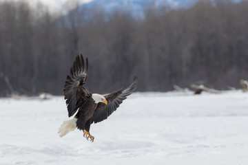 EAGLE