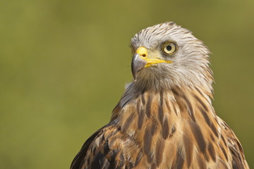 The Red Kite