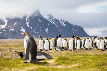 penguin in the arctic