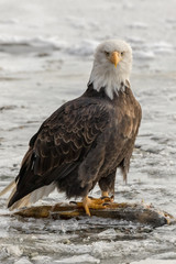 EAGLE