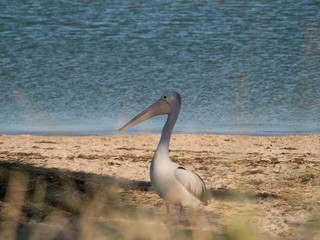 Australian Pelican Bird	