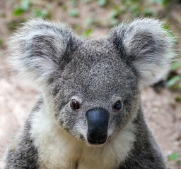 koala bear cute.