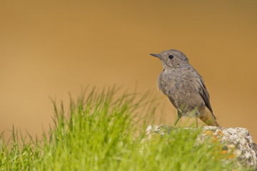 Black redstart