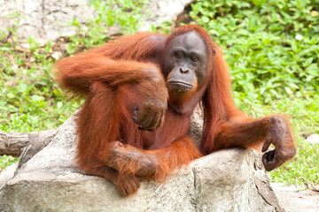 orangutan cute