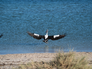 Australian Pelican Bird	