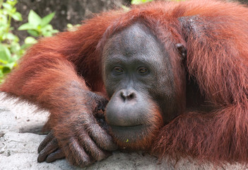orangutan cute