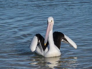 Australian Pelican Bird	