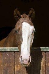 Obraz premium Caballo con ojos azules