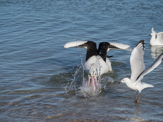 Australian Pelican Bird	
