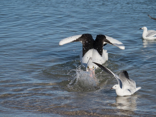 Australian Pelican Bird	