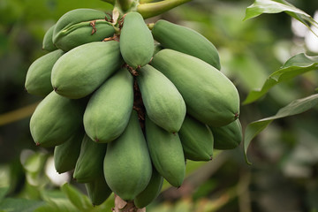 Green papaya fruits growing on papaya tree