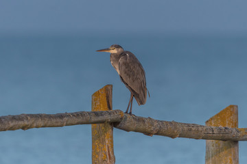 graureiher am meer