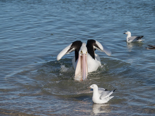 Australian Pelican Bird	