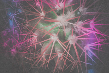 Grusonii rainbow cactus filtered