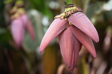 Banana flower that grew on the end of a banana brush