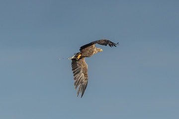 seeadler
