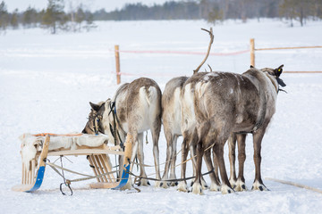 Riding deer with broken horns stand behind wooden sledges at the Siberian camp in winter.