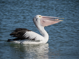 Australian Pelican Bird	