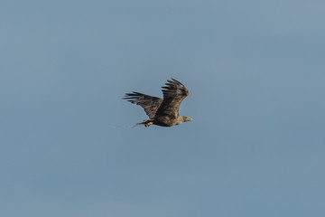 Seeadler im flug