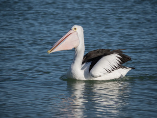 Australian Pelican Bird	