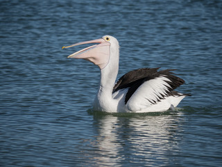 Australian Pelican Bird	