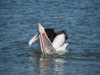 Australian Pelican Bird	