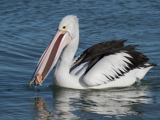 Australian Pelican Bird	