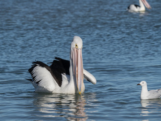 Australian Pelican Bird	