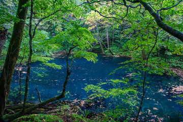 青森　十二湖　白神山地