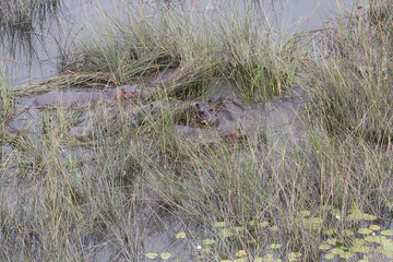 a hippo sitting in the river