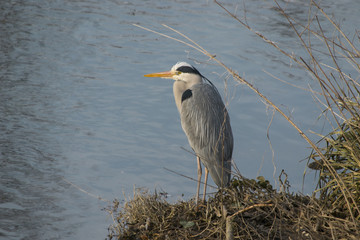 Reiher