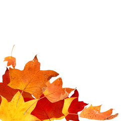 autumn leaf colors isolated for background