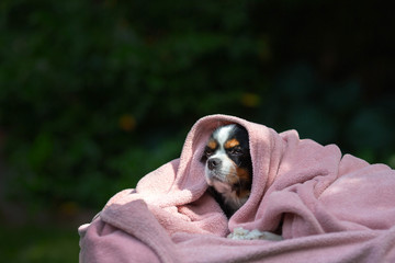 Dog under the blanket