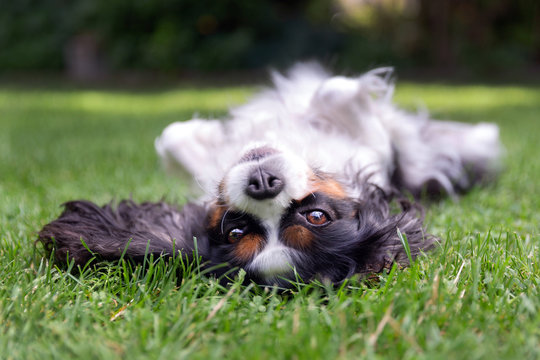 Fototapeta Happy dog lying upside down