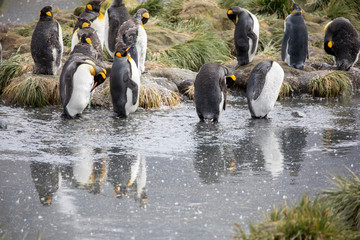 penguin in the arctic