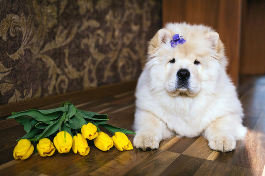 Cute chow chow with flowers 