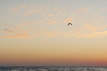 Fototapeta na wymiar sunset at the sea with clouds and bird