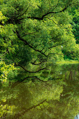 trees branch and reflection in the lake