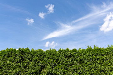 Fototapeta na wymiar Green hedge and blue sky with clouds