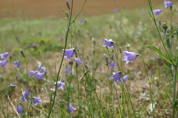 blaue Glockenblume