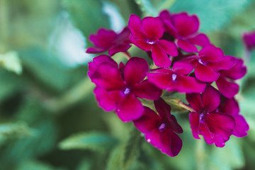 verbena purple-violet and dark crimson flowers close-up