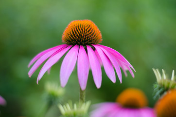 Echinacea purple. A perennial plant of the Asteraceae family. Medicinal flower to enhance immunity. Selective focus. August